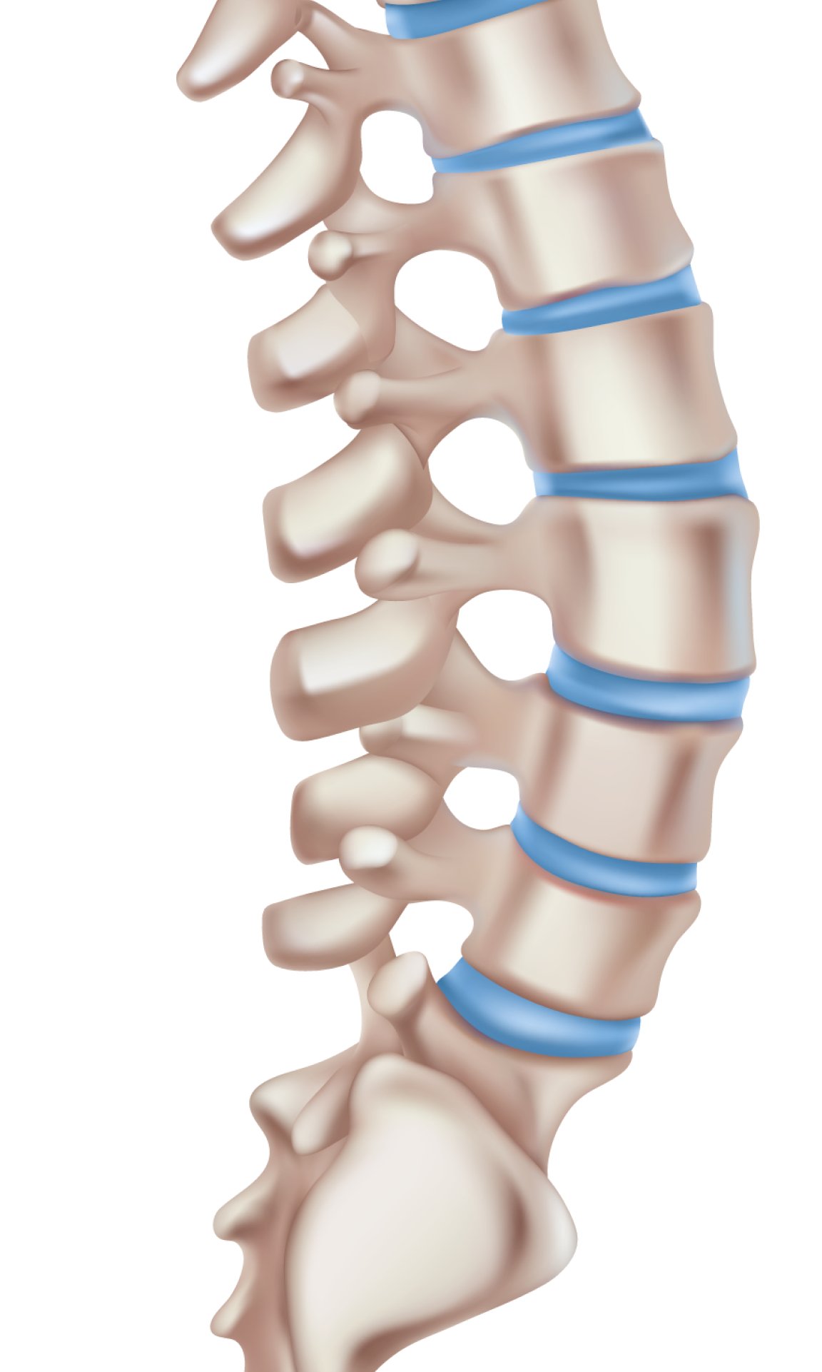 Spine illustration